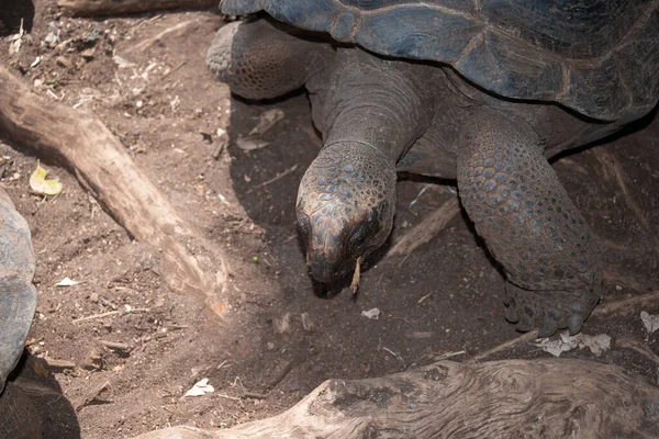 ザンジバルの公園で巨大なカメが食べ物を食べる — ストック写真