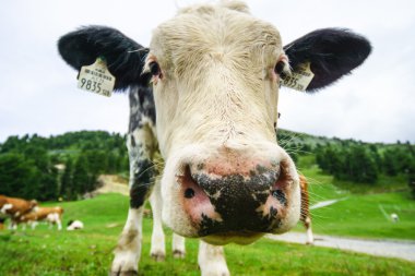 Alplerdeki Oetztal bölge