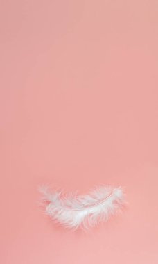 Renkli arka planda beyaz bir tüy. Pembe arkaplan