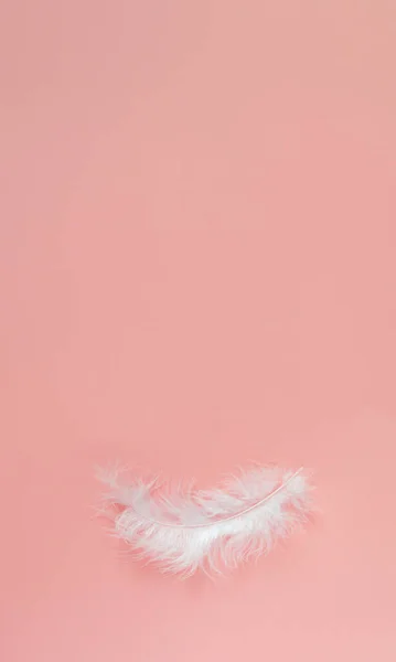 Renkli arka planda beyaz bir tüy. Pembe arkaplan