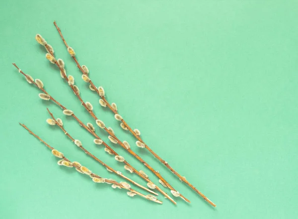 Renkli yeşil arka planda söğüt dalları. Metin için boş alanı olan Paskalya kartı