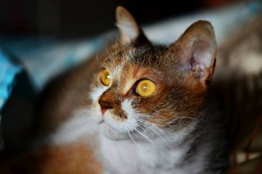 Güneşin altında güneşlenen güzel gözlü garip bir kedi.