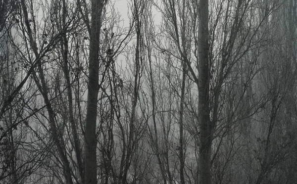 Trees Foggy City Park Evoke Sadness — Stock Photo, Image