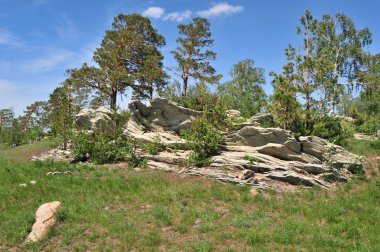 Kayaların üzerinde büyüyen ağaçlar