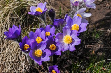 Çölde vahşi çiçekleri