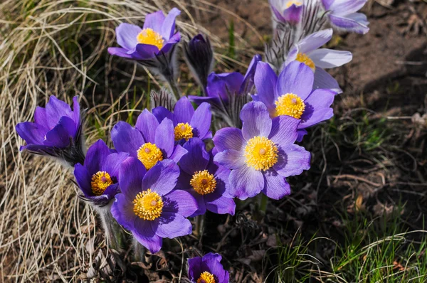 Çölde vahşi çiçekleri