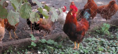 Yazın organik çiftliğin dışında otlayan siyah kırmızı horoz ve tavuklar..