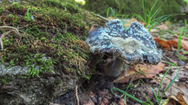 Kafkasya 'nın vahşi ormanlarında siyah zehirli bir mantara yaklaş.