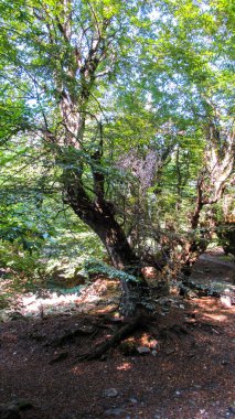 Vahşi bir ormanın ortasında tek güzel ağaç.