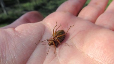 Bir adamın elinde büyük siyah-kırmızı bir böceğin yakın çekimi.