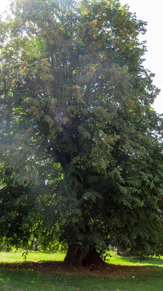 Singolo Bellissimo Albero Nel Mezzo Una Foresta Selvaggia — Foto Stock