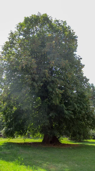 Alleenstaande Mooie Boom Midden Een Wild Bos — Stockfoto