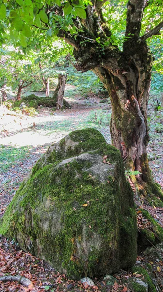 Primer Plano Una Gran Piedra Roca Cubierta Musgo —  Fotos de Stock