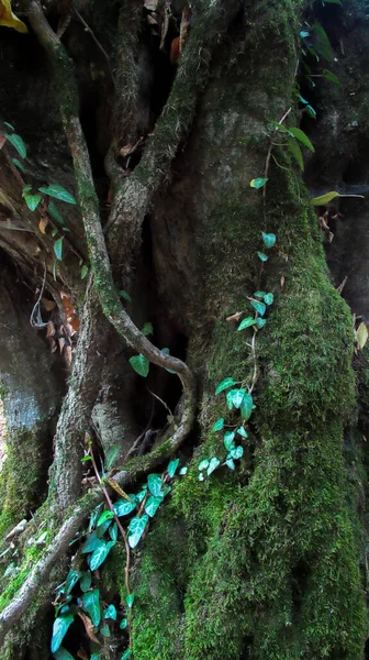 Bagagliaio Albero Ricoperto Belle Foglie Verdi Foglie Edera Arrampicata Albero — Foto Stock