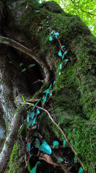 美しい緑の葉で覆われた木の幹 アイビーは木の上に登る — ストック写真