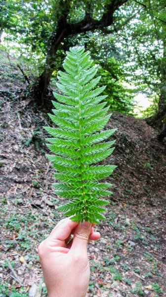 Feche Mão Jovem Segurando Folha Verde Longa Meio Floresta Caucasiana — Fotografia de Stock