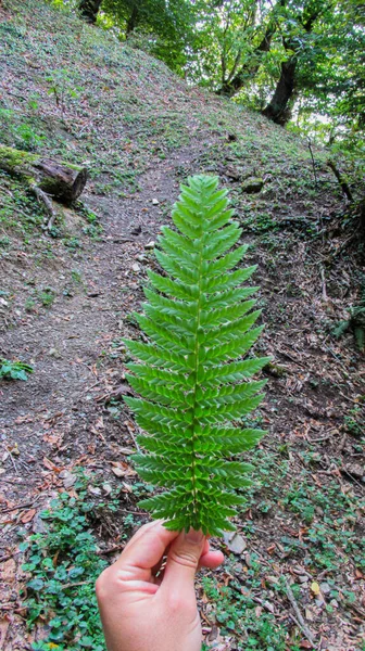 Feche Mão Jovem Segurando Folha Verde Longa Meio Floresta Caucasiana — Fotografia de Stock