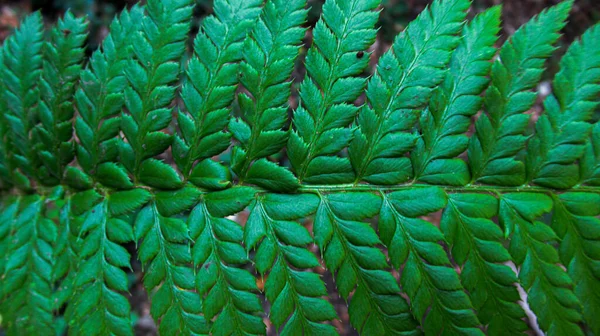 Primer Plano Una Hermosa Planta Hojas Bosque Salvaje —  Fotos de Stock