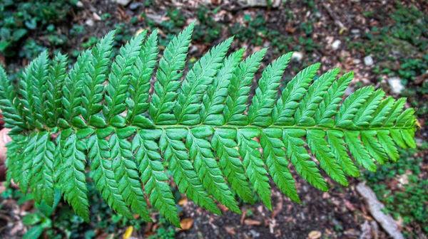 野生の森の中の美しい植物の葉の閉鎖 — ストック写真