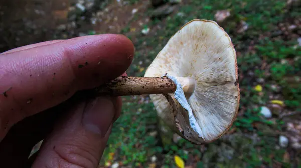 Jeune Homme Tenant Champignon Sauvage Forêt Dans Main — Photo