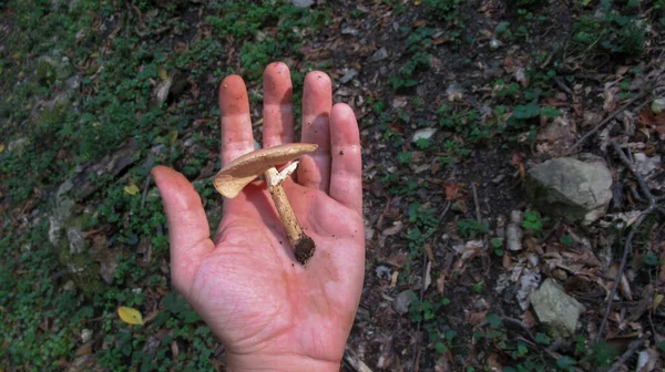 一只雄性手紧握着一只蘑菇在他的掌心 — 图库照片