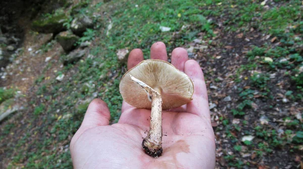 Gros Plan Une Main Masculine Tenant Seul Champignon Dans Paume — Photo