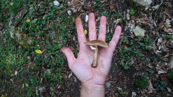 Gros Plan Une Main Masculine Tenant Seul Champignon Dans Paume — Photo