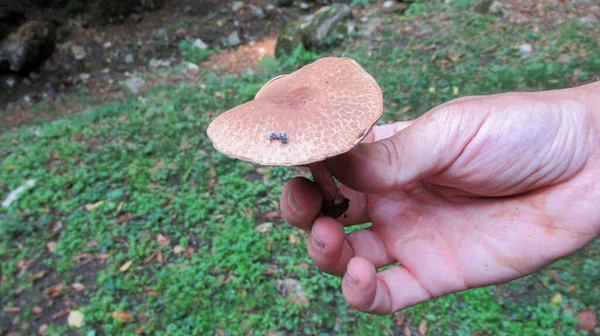 手里拿着野生森林蘑菇的年轻人 — 图库照片