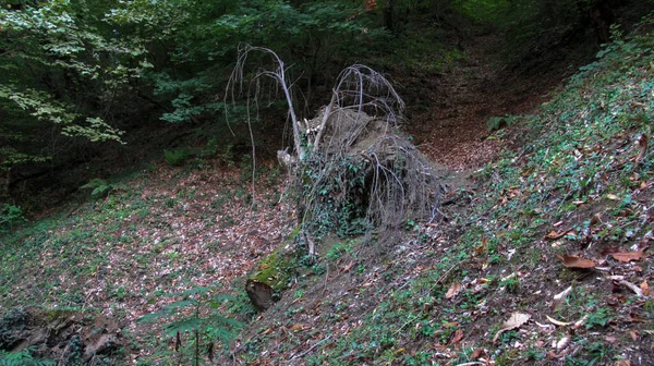 Tronco Muerto Medio Del Bosque Caucásico —  Fotos de Stock