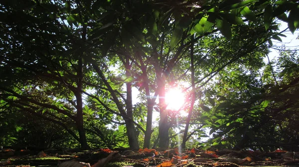 Kafkas Ormanlarındaki Ağaçların Arkasından Gelen Güneş Işığı — Stok fotoğraf
