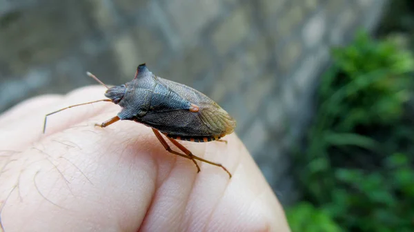 Primer Plano Gran Insecto Negro Rojo Mano Del Hombre — Foto de Stock