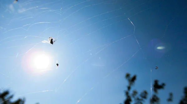 Primo Piano Una Rete Ragno Sullo Sfondo Cielo Azzurro Con — Foto Stock