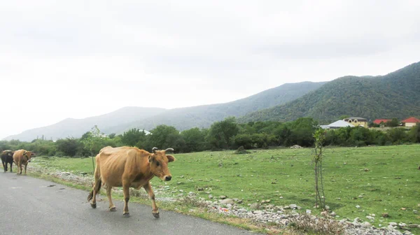 Vacas Caminando Lado Camino Pueblo Principal Fotos de stock