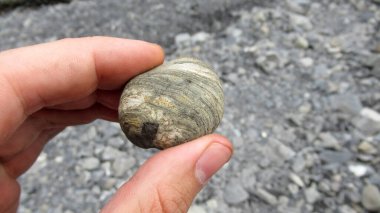 Elinde doğal bir nehir taşını tutan genç bir erkek elin yakınına.