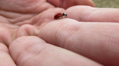 Kırmızı bir uğur böceğinin yakın plan fotoğrafı. Bir erkeğin elinde hareket ediyor.