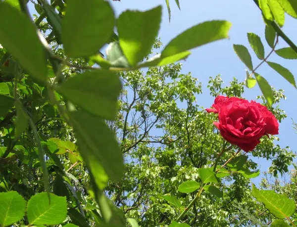 Close Uma Bela Flor Rosa Vermelha Jardim — Fotografia de Stock