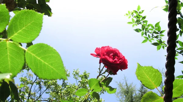 Close Uma Bela Flor Rosa Vermelha Jardim — Fotografia de Stock