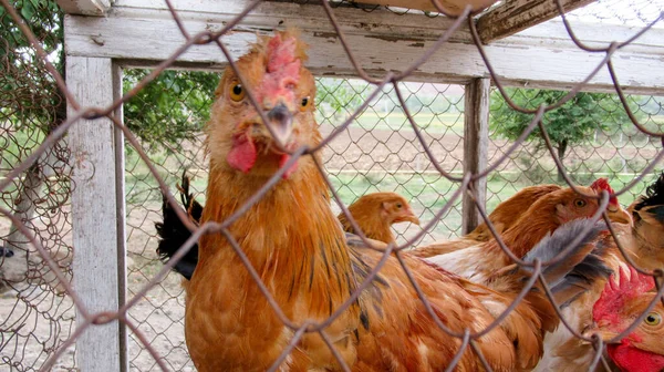 Großaufnahme Eines Tierischen Hühners Hölzernen Metallkäfig Zum Verkauf — Stockfoto