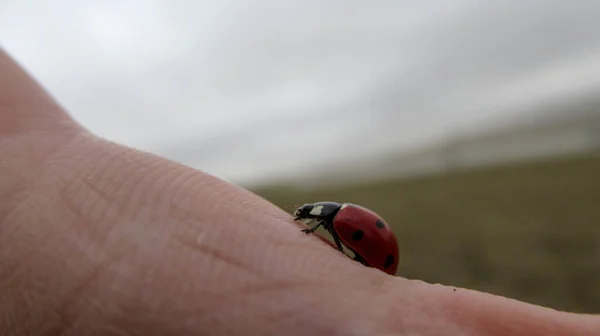 Kırmızı Bir Uğur Böceğinin Yakın Plan Fotoğrafı Bir Erkeğin Elinde — Stok fotoğraf