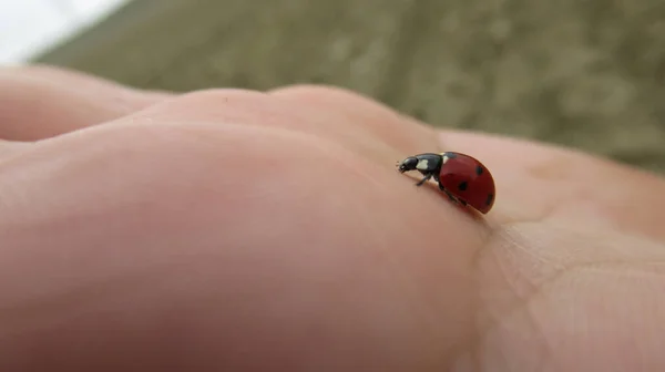 一只可爱的红色瓢虫靠在男人的手上 — 图库照片