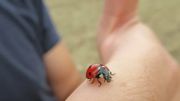 Close Cute Red Ladybug Moving Man Hand — Stock Photo, Image