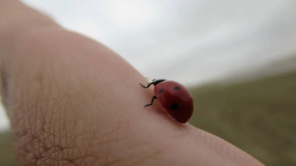 Primo Piano Una Graziosa Coccinella Rossa Che Muove Sulla Mano — Foto Stock