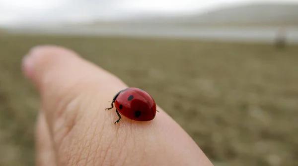 Gros Plan Une Jolie Coccinelle Rouge Déplaçant Sur Main Homme — Photo