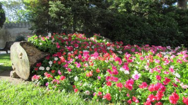 Şehir parkında güzel beyaz-pembe renkli çiçekler