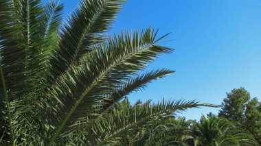 Mavi gökyüzüne doğru uzanan bir palmiye dalına yakın plan