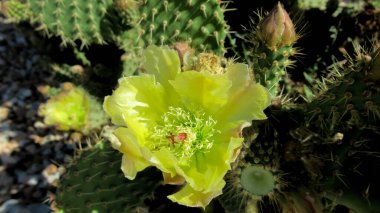 Parlak sarı bir kaktüs çiçeğinin yakın çekimi.