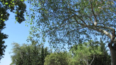 Güzel dalları ve yaprakları olan büyük ağaç mavi, temiz gökyüzüne karşı duruyor.