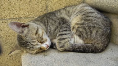 Sokakta uyuyan bir kediye yaklaş.