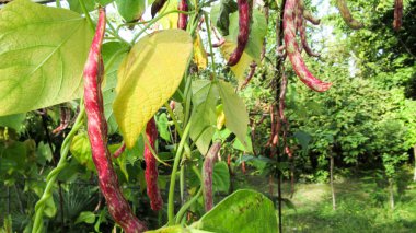 Bahçemdeki kırmızı fasulyeyi yakın.