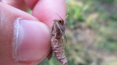 Gri bir kelebek tutan bir erkek elin yakın çekimi.